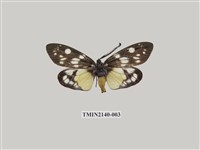 藏品(茶斑蛾)的圖片